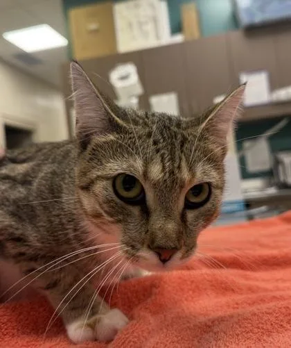 An adult medium-sized female Domestic Short Hair cat named Chicha for adoption in Fishers, IN