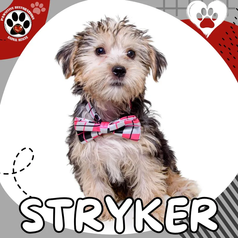 Stryker thumbnail 3