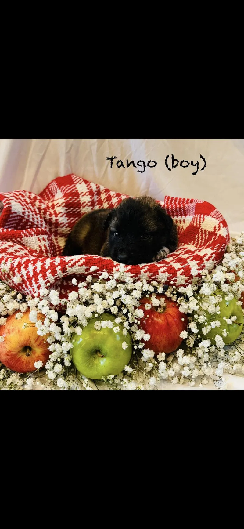 A baby large-sized male Anatolian Shepherd dog named Tango Htx for adoption in Quinlan, TX