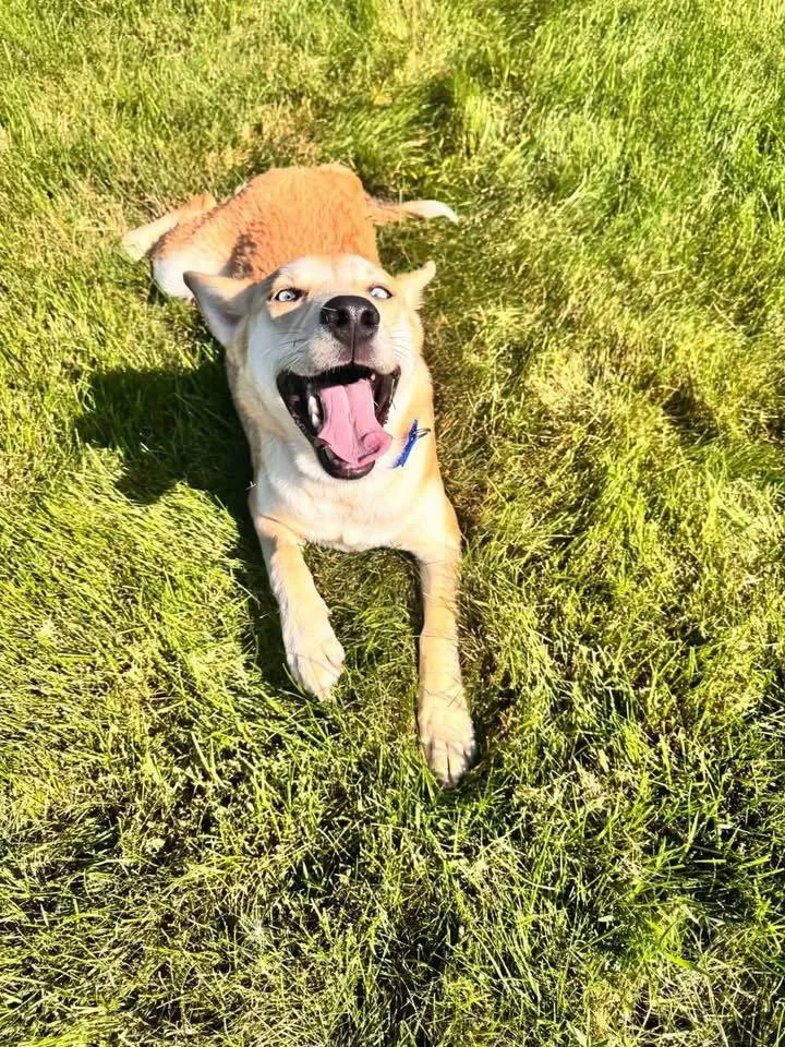 A baby medium-sized female Siberian Husky dog named Spice for adoption in New London, WI
