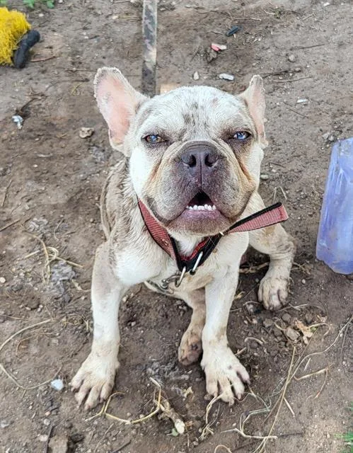 An adult small-sized male French Bulldog dog named Benji for adoption in San Antonio, TX