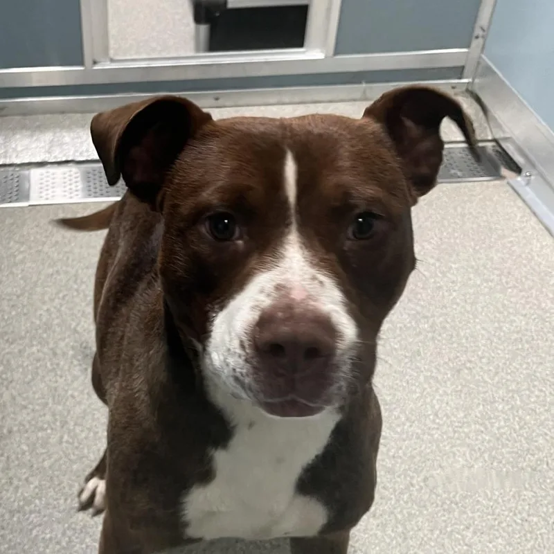 A young medium-sized male Brown / Chocolate Pit Bull Terrier dog named Vagabond for adoption in Matteson, IL