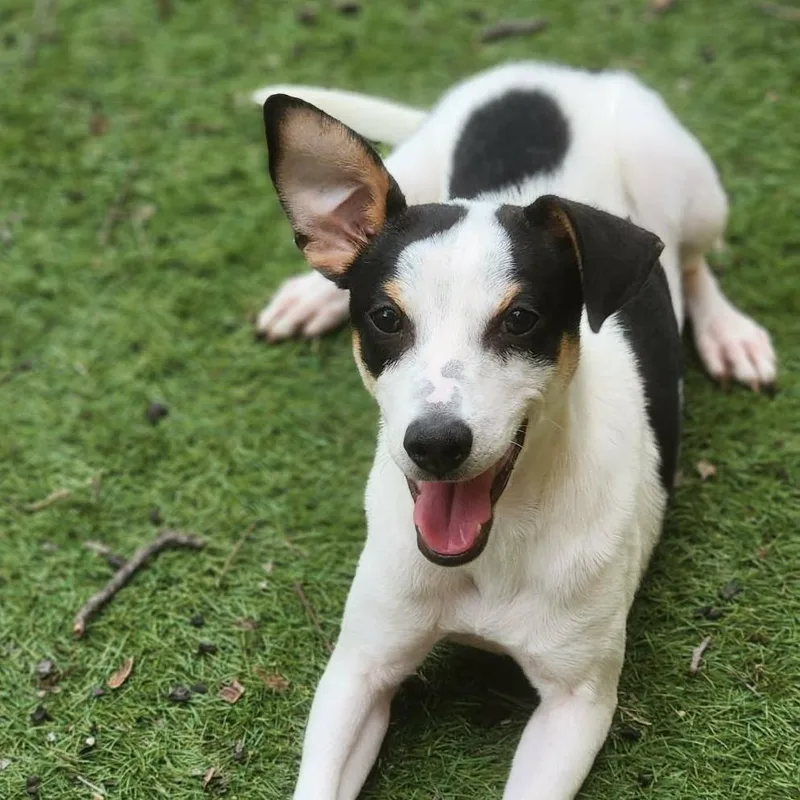 Spencer Aka Pepe Ramon thumbnail 2