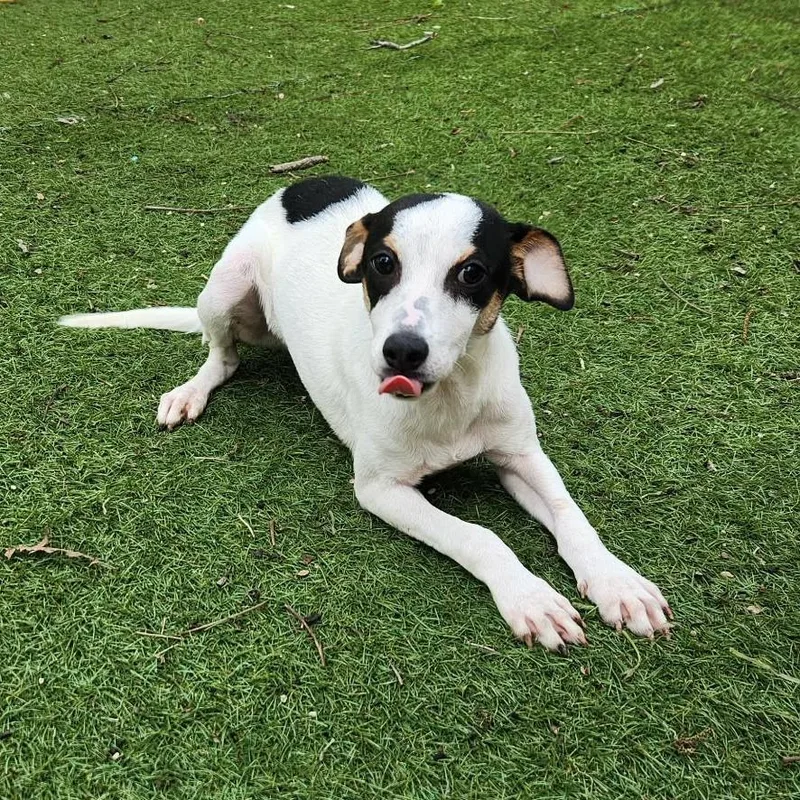 Spencer Aka Pepe Ramon thumbnail 3