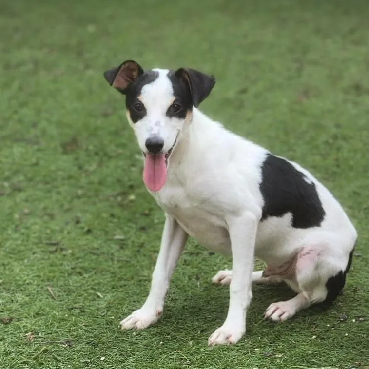 Spencer Aka Pepe Ramon thumbnail 4