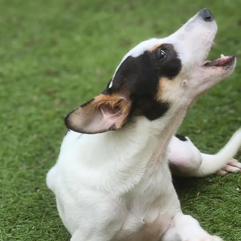 Spencer Aka Pepe Ramon thumbnail 5