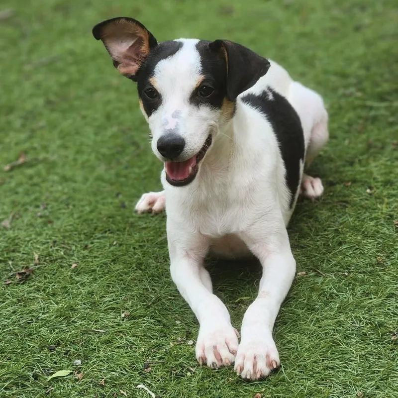 A baby small-sized male White / Cream Rat Terrier dog named Spencer Aka Pepe Ramon for adoption in Austin, TX