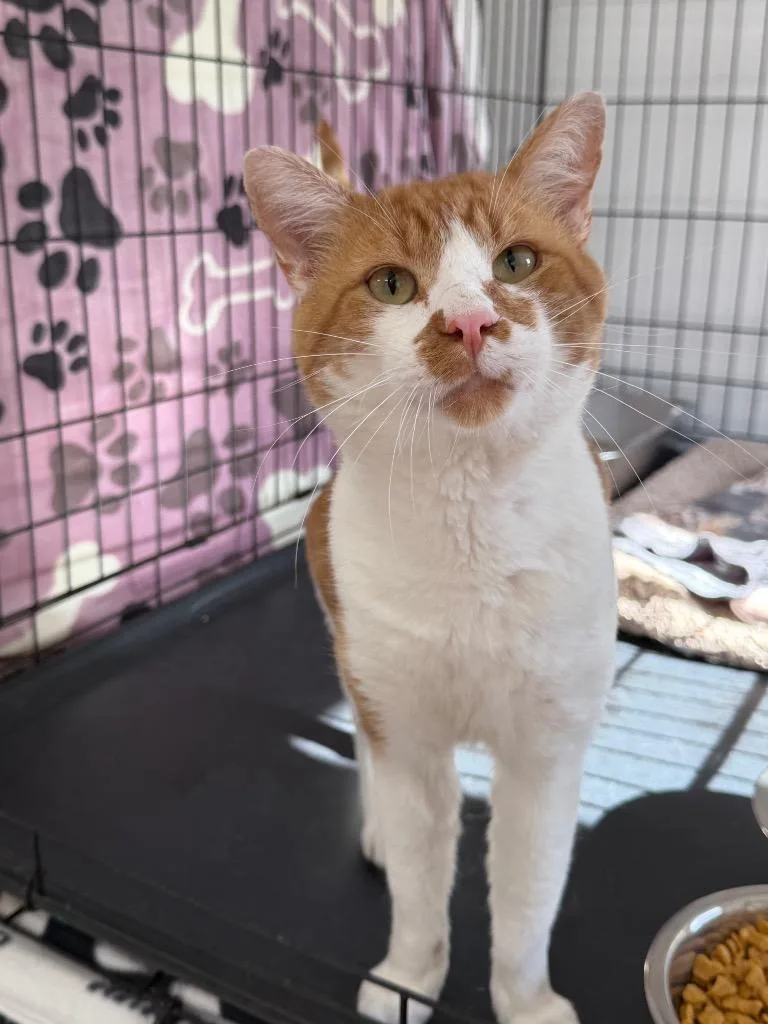 A young large-sized male Domestic Short Hair cat named Dufus for adoption in Glenfield, NY