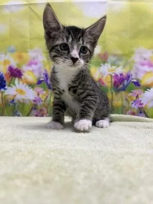 A young small-sized male Domestic Short Hair cat named Romulus for adoption in San Antonio, TX