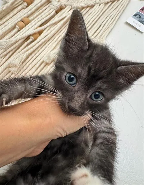 A baby small-sized male Domestic Short Hair cat named Set for adoption in Chula Vista, CA