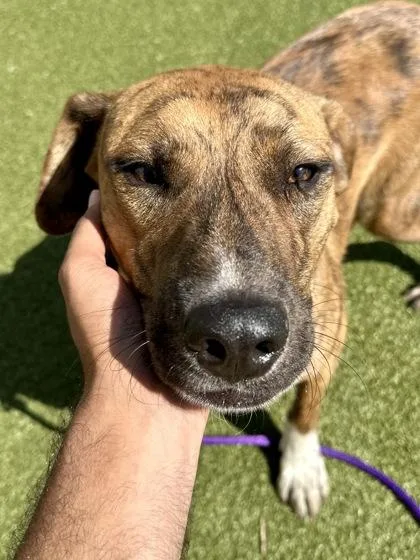 An adult large-sized male Yellow / Tan / Blond / Fawn Mixed Breed dog named Tyson the Tiger for adoption in Wichita, KS