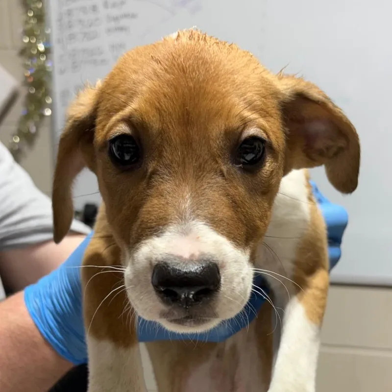 A baby small-sized male Yellow / Tan / Blond / Fawn Mixed Breed dog named Vladek for adoption in Milton, FL