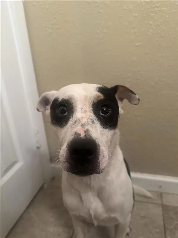 A young medium-sized female Terrier dog named Darla for adoption in Austin, TX