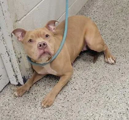 An adult large-sized female Yellow / Tan / Blond / Fawn Pit Bull Terrier dog named Masquerade for adoption in Kansas City, MO