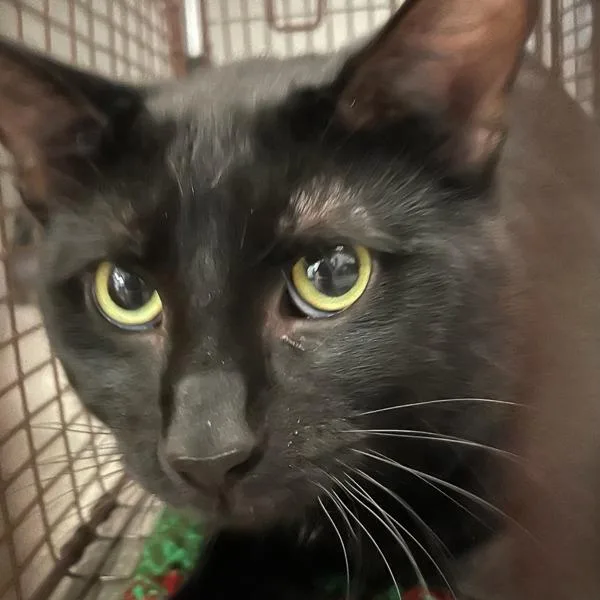 An adult small-sized male Domestic Short Hair cat named Milo  Bonded Buddy for adoption in Des Moines, IA