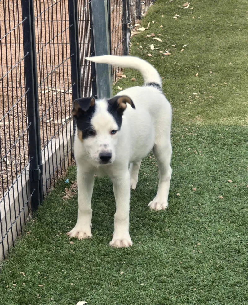 Percival
