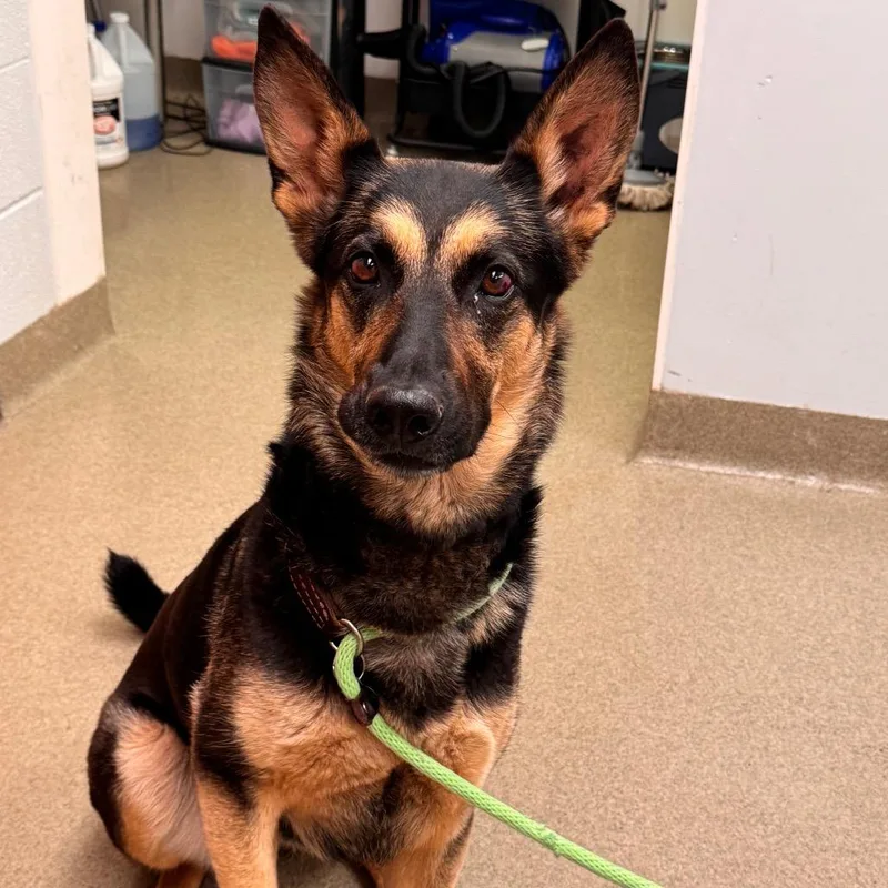 An adult large-sized female Black German Shepherd Dog dog named Juni for adoption in Birdsboro, PA