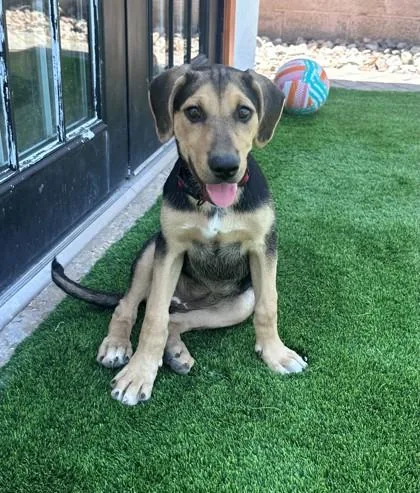 A baby medium-sized female Black Mixed Breed dog named 61312570 for adoption in El Paso, TX