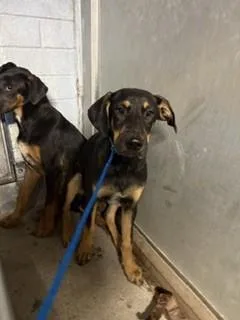 A young small-sized male Doberman Pinscher dog named Kylo for adoption in Stockton, CA
