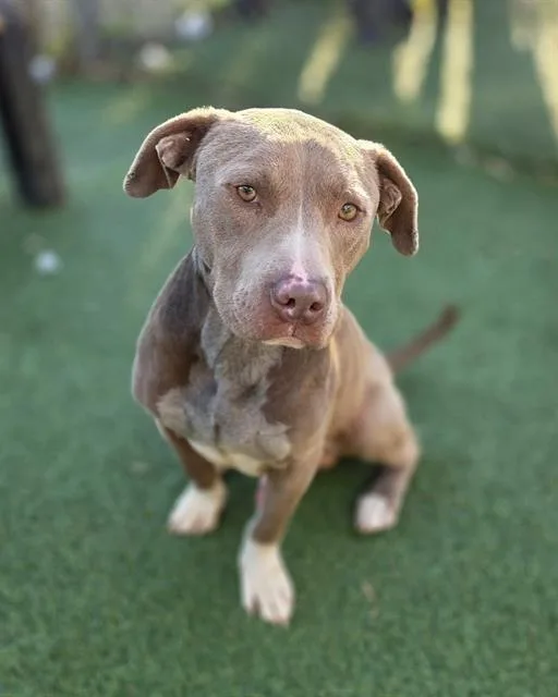 An adult medium-sized male Mixed Breed dog named Horizon for adoption in Columbia, SC