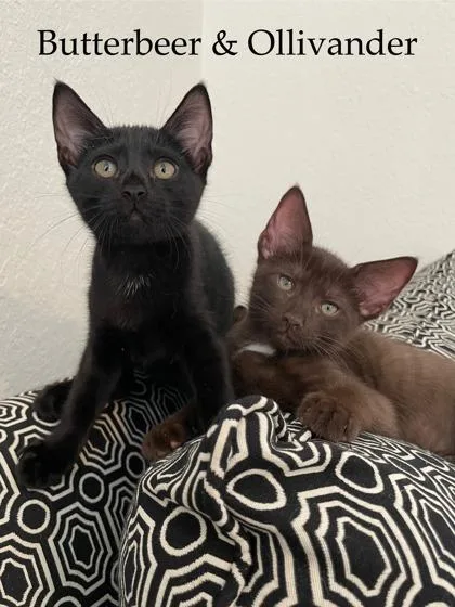 A baby small-sized male Domestic Short Hair cat named Ollivander for adoption in Fort Worth, TX