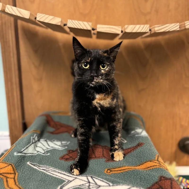 A young medium-sized female Tortoiseshell Domestic Short Hair cat named Calypso for adoption in Fargo, ND