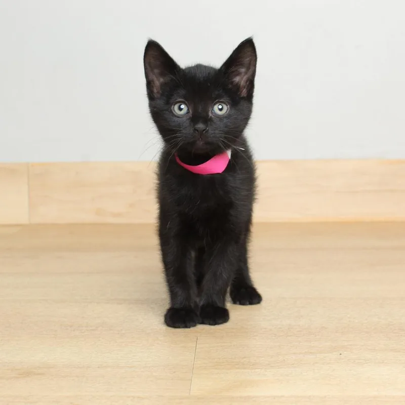 A baby small-sized female Black Domestic Short Hair cat named Wheat C for adoption in Minnetonka, MN