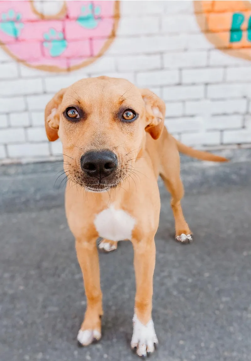 A young medium-sized female Mixed Breed dog named Chambéry for adoption in Charlotte, NC