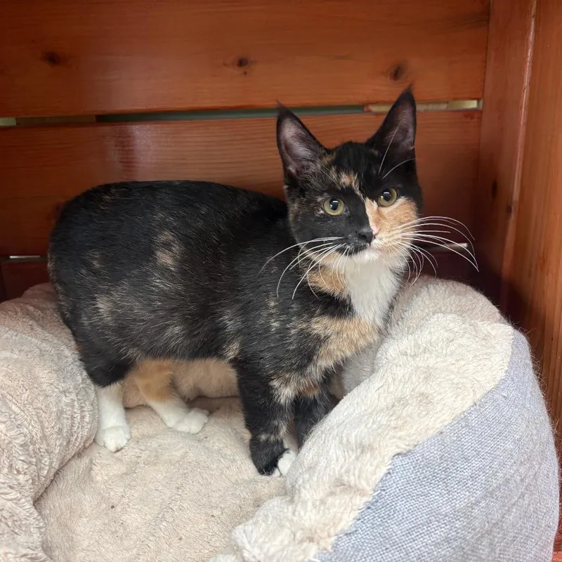 A baby small-sized female Calico Domestic Short Hair cat named Chelsea for adoption in Elbow Lake, MN