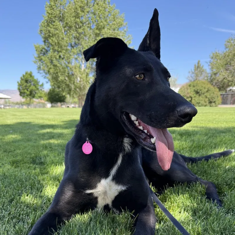 An adult large-sized male Black Labrador Retriever dog named Smokey for adoption in Stagecoach, NV