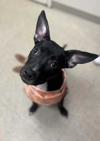 An adult medium-sized female Black Mixed Breed dog named Tink for adoption in Hamilton, OH