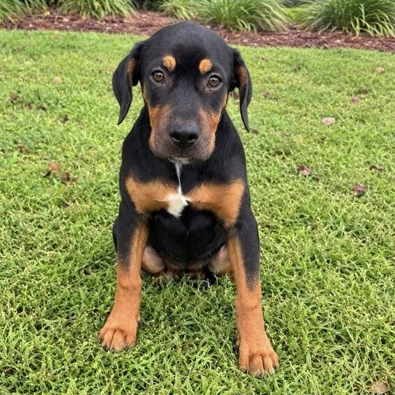 A baby medium-sized female Bulldog dog named Maple Syrup for adoption in Valdosta, GA