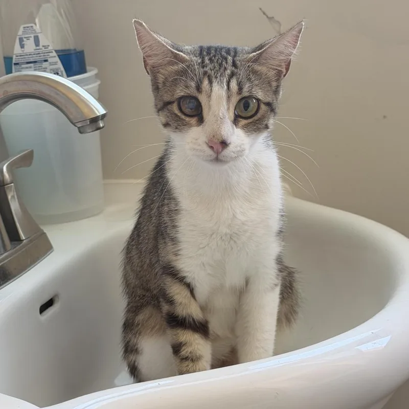 A young small-sized female Brown / Chocolate Domestic Short Hair cat named Calypso for adoption in Long Beach, CA