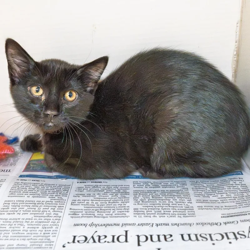 A baby small-sized male Black Domestic Short Hair cat named Comet for adoption in South Elgin, IL