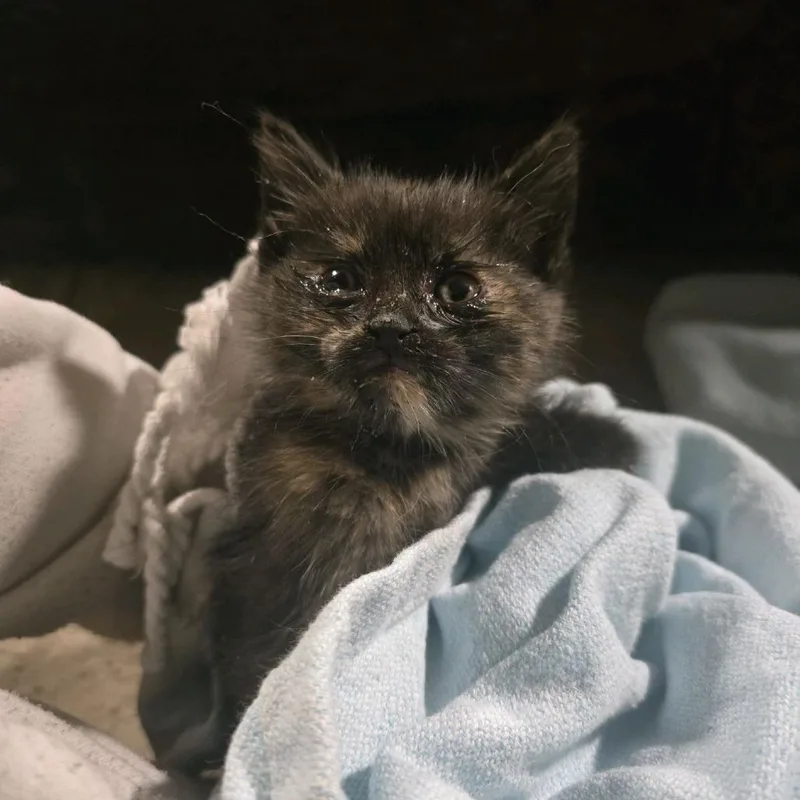 A baby small-sized female Black Domestic Short Hair cat named Margaret for adoption in Klamath Falls, OR
