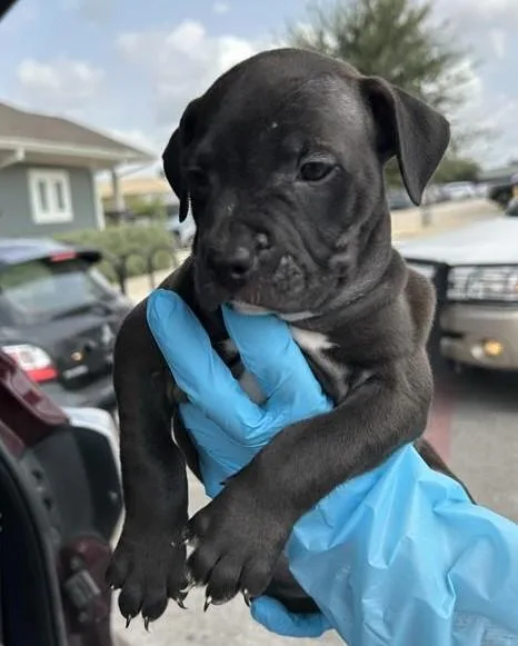 A baby medium-sized female Hound dog named Citra for adoption in San Antonio, TX