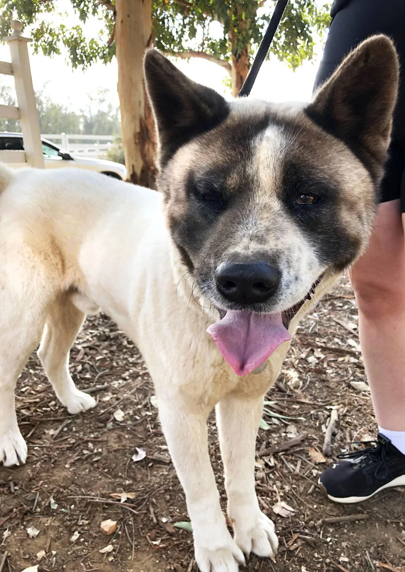 Lil' Tank thumbnail 2