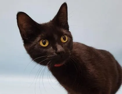 A young small-sized female Domestic Short Hair cat named Bonita for adoption in Golden Valley, MN