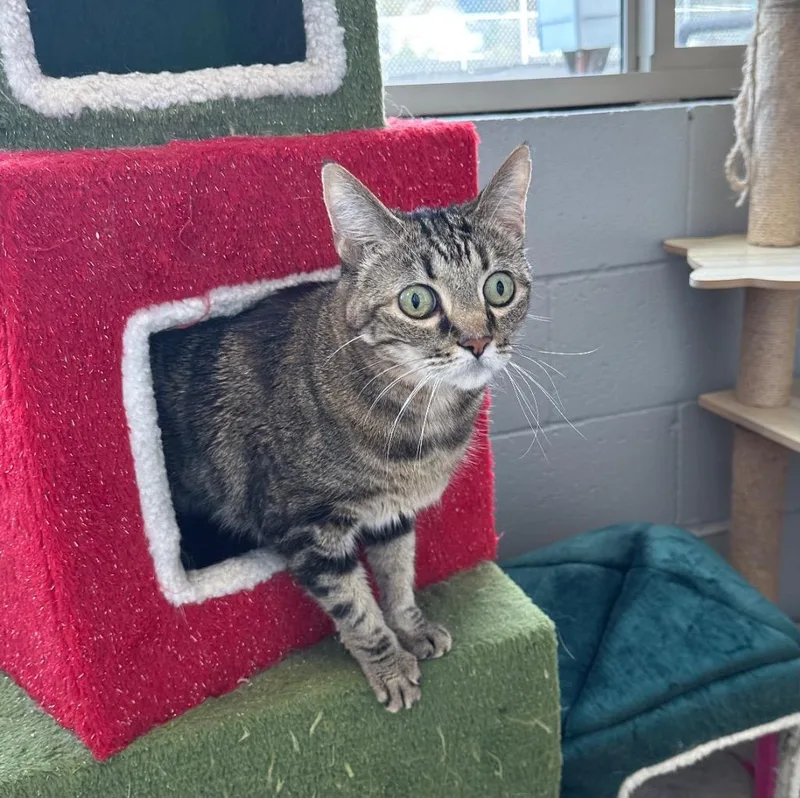 A senior medium-sized female Domestic Short Hair cat named Bella  Sponsored By for adoption in Newberg, OR
