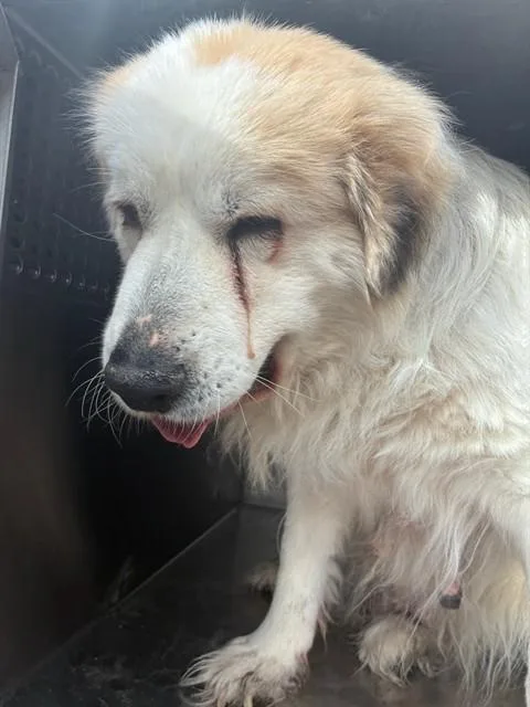 An adult large-sized female Great Pyrenees dog named Diana for adoption in Mesa, AZ