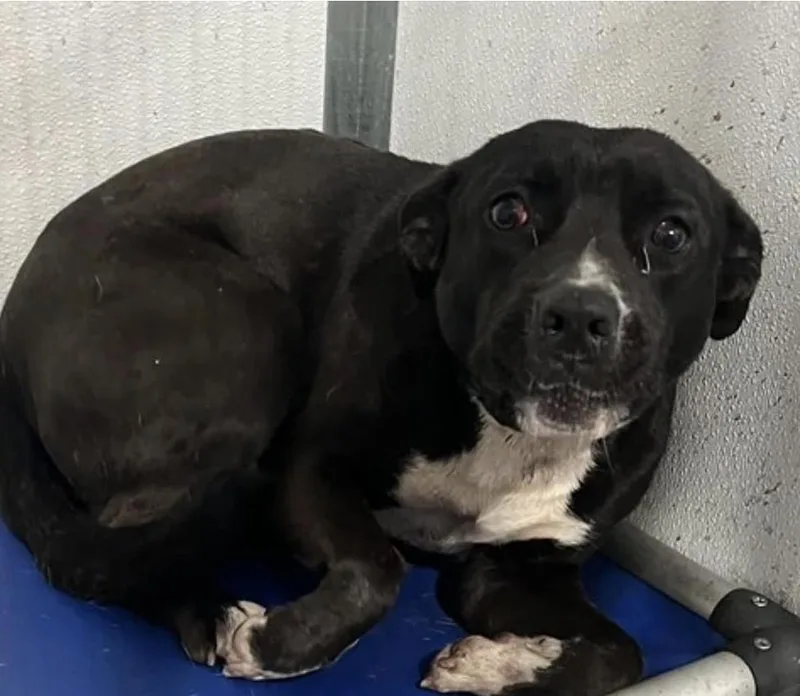 A young large-sized male Black American Bully dog named Cain for adoption in Frazier Park, CA
