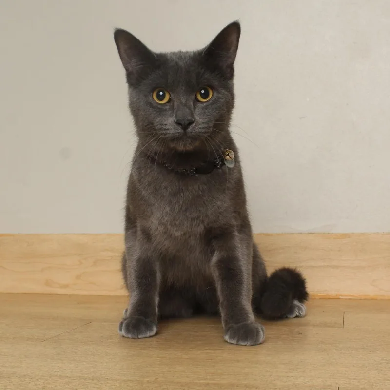 A young medium-sized male Gray / Blue / Silver Domestic Short Hair cat named Loki C for adoption in Minnetonka, MN