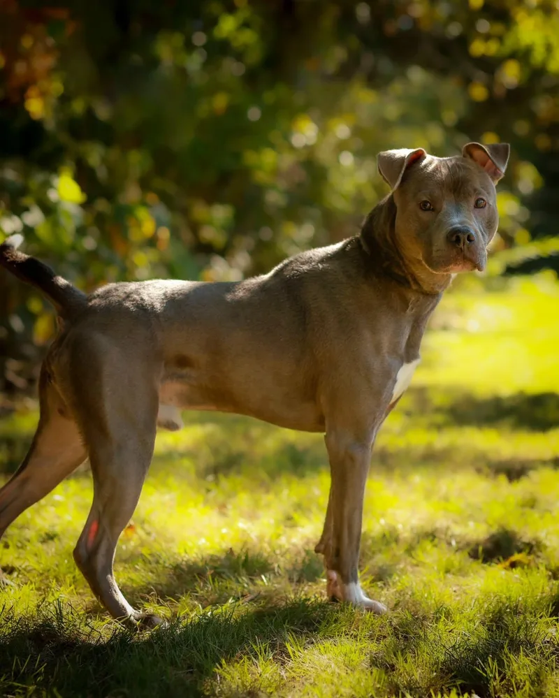 An adult large-sized male Gray / Blue / Silver Pit Bull Terrier dog named Prowler for adoption in Bridgeport, CT