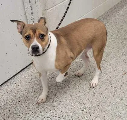 An adult medium-sized female Brown / Chocolate Mixed Breed dog named London for adoption in Kansas City, MO