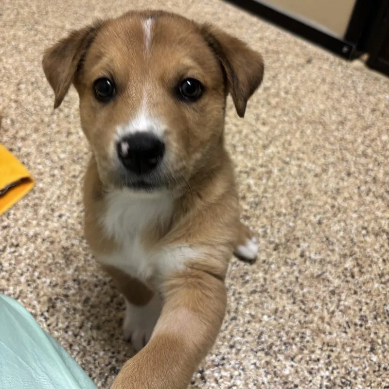 Charlie thumbnail 2