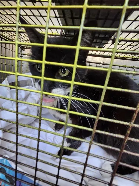 An adult medium-sized male Domestic Short Hair cat named Zephyr for adoption in San Antonio, TX