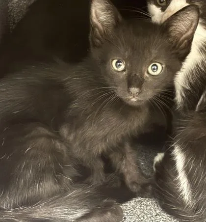 A young medium-sized female Black Domestic Short Hair cat named Hera for adoption in Converse, TX