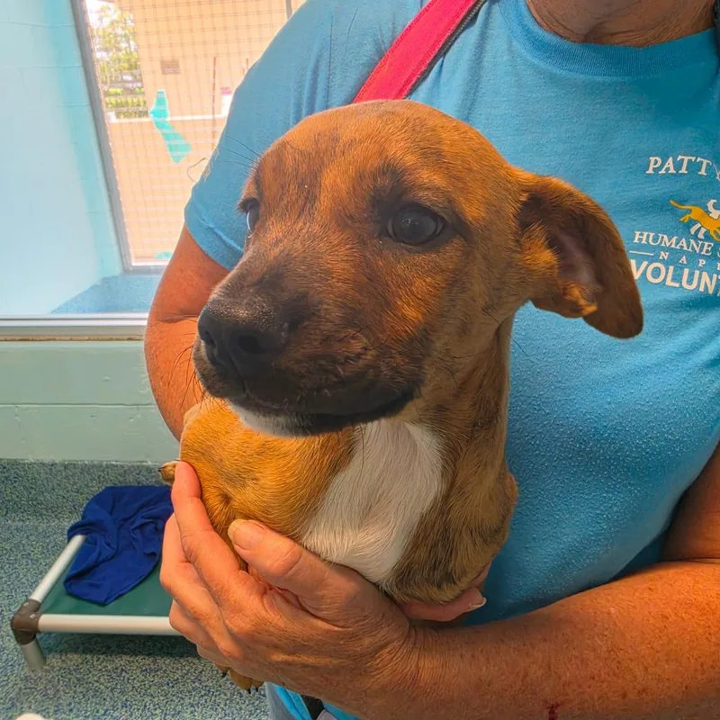 A baby small-sized male Brown / Chocolate Mixed Breed dog named Pantelleria for adoption in Naples, FL