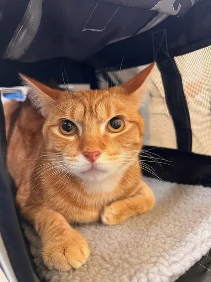 A baby small-sized male Domestic Short Hair cat named Whisper for adoption in Honolulu, HI
