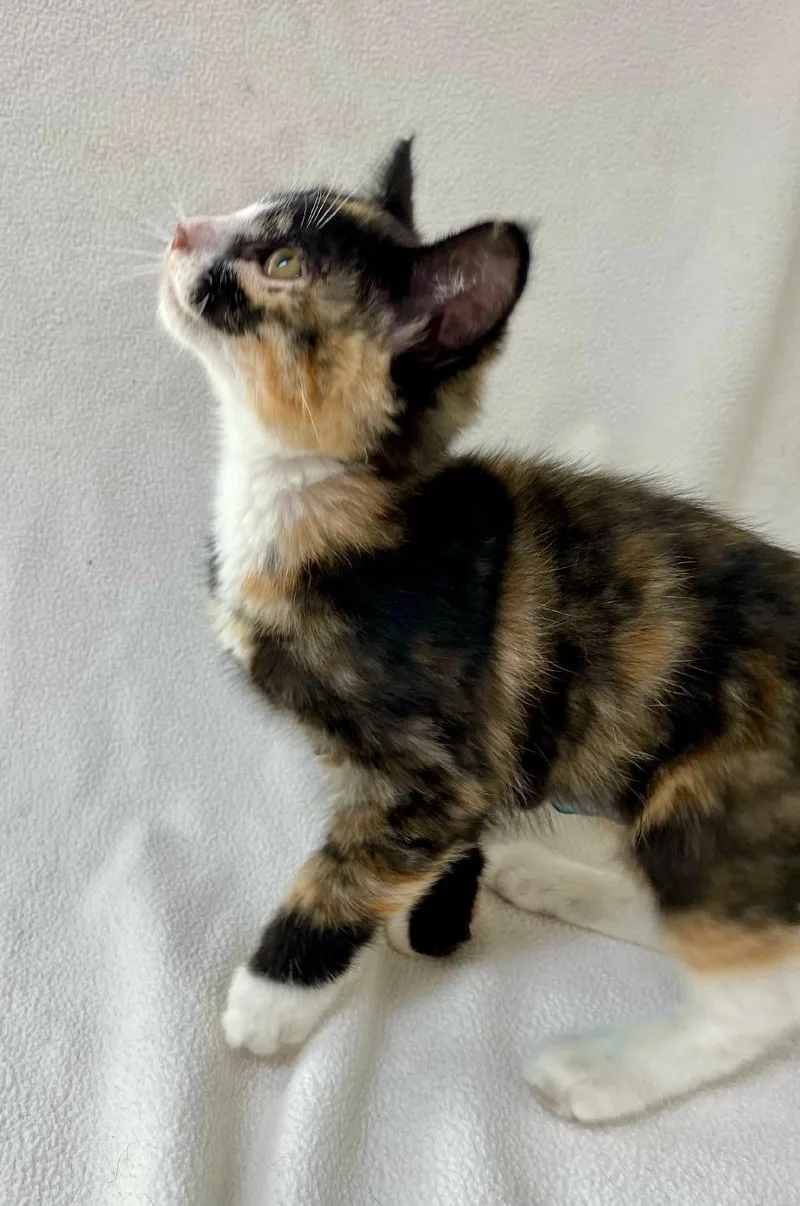A baby medium-sized female Calico cat named Dottie for adoption in Pasco, WA